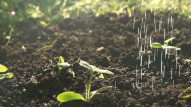 Bahçede gün ışığında fideleri sulamak. Su damlalarıyla çimenleri yakın plan çek. Bahçıvanlık kavramı.