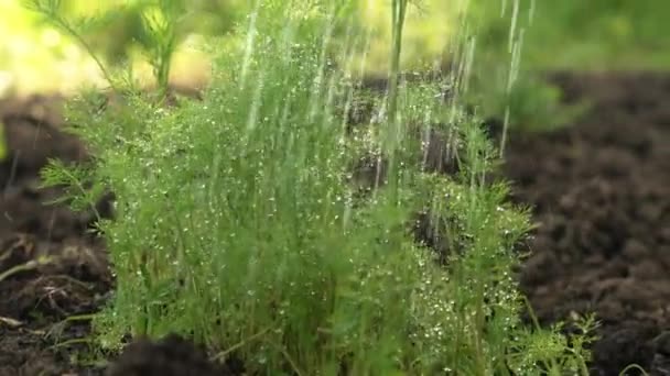 太陽の下で庭の苗に水をやる 水滴で草のショットを閉じます 園芸の概念 — ストック動画