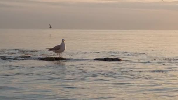 Burung Camar Permukaan Laut Saat Matahari Terbenam Dalam Gerakan Lambat — Stok Video