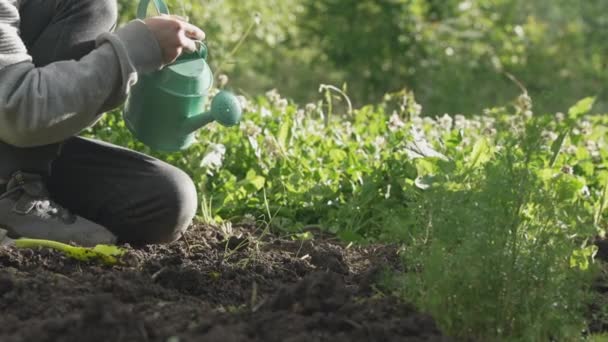 在蔬菜园里 一位农民把浇灌水罐的水倒在绿色的幼芽上 有机耕作和春季园艺概念 — 图库视频影像