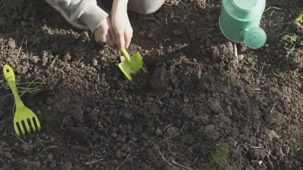 緑の若い苗で野菜の庭で働く子供の農家の手 有機農業と春の園芸の概念 — ストック動画