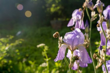 Bahçede çiçekler. Arka plan doğası. Sulama, organik tarım ve baharda bahçe işleri..