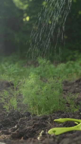 太陽の下で庭の苗に水をやる 水滴で草のショットを閉じます 園芸の概念 — ストック動画