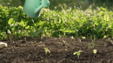 Bir kadın çiftçi elleri sebze bahçesindeki yeşil salatalık filizinin üzerine su döker. Sulama, organik tarım ve baharda bahçe işleri..