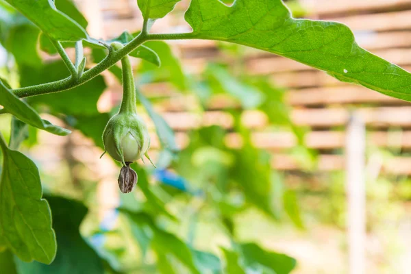 Aubergine verte sur buisson dans le jardin . — Photo