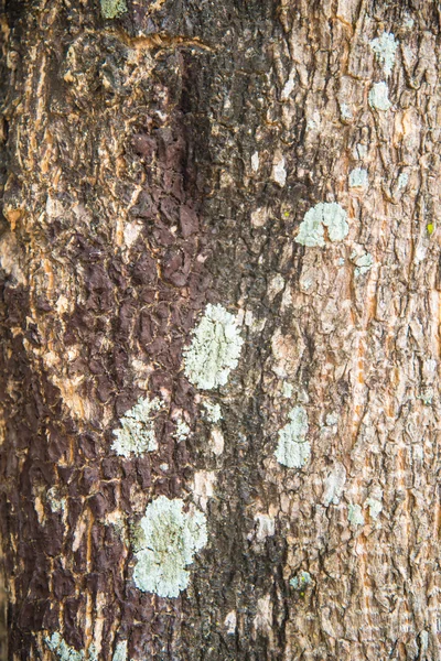 Масштабний знімок дерева — стокове фото