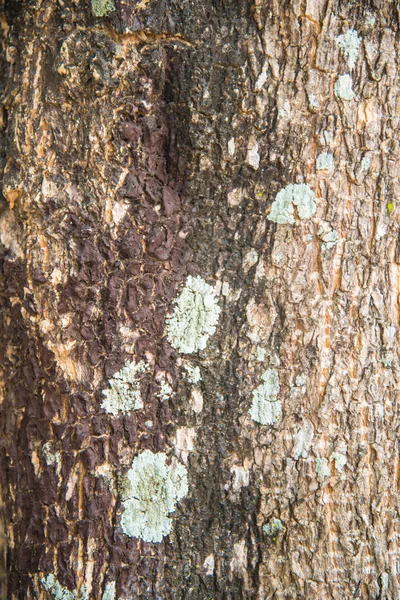 Zoom colpo di albero — Foto Stock