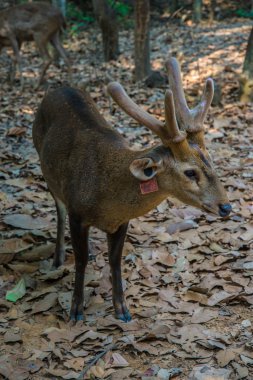 Hayvanat bahçesindeki geyik.