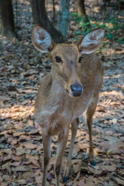 Hayvanat bahçesindeki geyik.