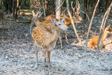 Hayvanat bahçesindeki geyik.