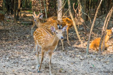 Hayvanat bahçesindeki geyik.