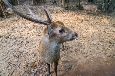 Hayvanat bahçesindeki geyik.