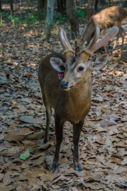 Hayvanat bahçesindeki geyik.