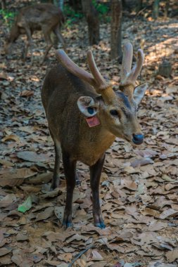 Hayvanat bahçesindeki geyik.