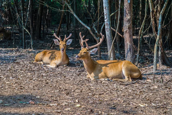 Herten in de dierentuin. — Stockfoto