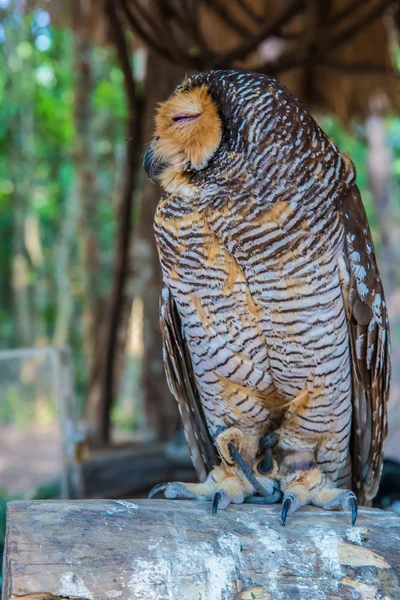 Owl on a blanch — Stock Photo, Image