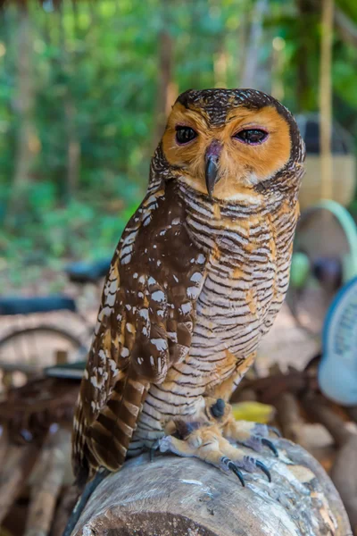 Uil op een blanch — Stockfoto