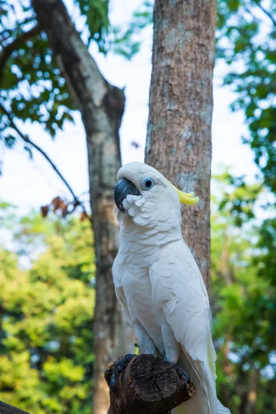 Білий папуга — стокове фото