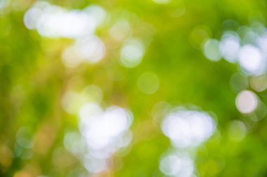 Atış dışarı odak yeşil ağaç arka plan için zoom. Bokeh
