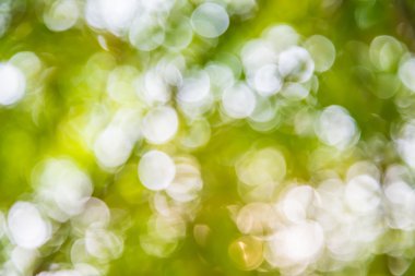Atış dışarı odak bambu arka plan için zoom. Bokeh