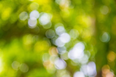 Atış dışarı odak bambu arka plan için zoom. Bokeh