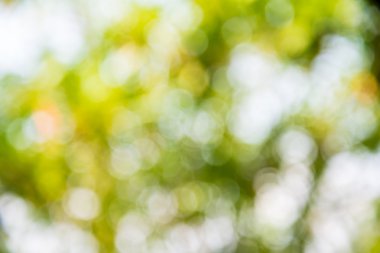 Atış dışarı odak bambu arka plan için zoom. Bokeh