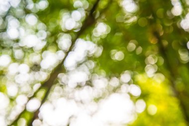 Atış dışarı odak bambu arka plan için zoom. Bokeh