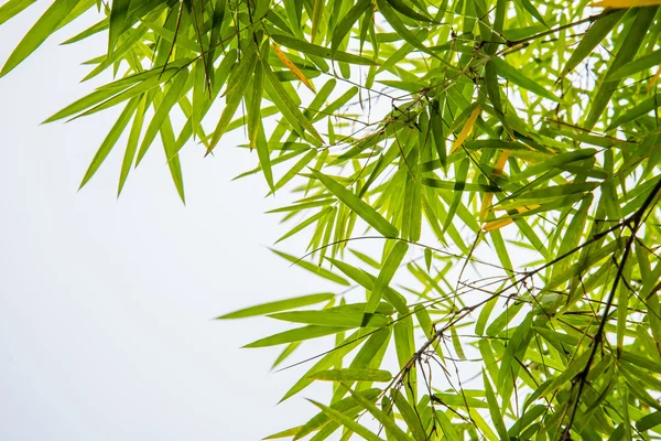 Hojas de bambú y fondo blanco del cielo . — Foto de Stock