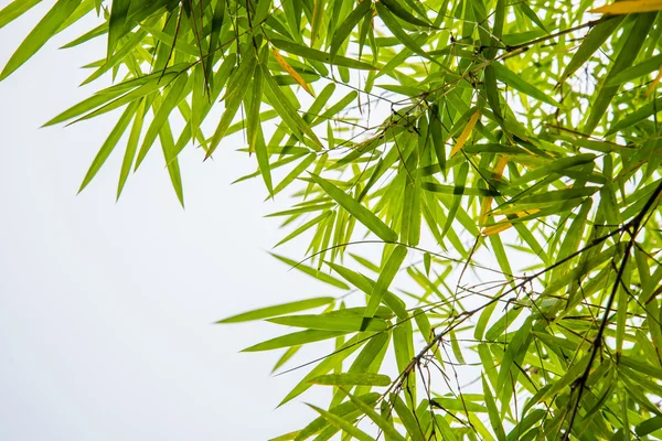 Hojas de bambú y fondo blanco del cielo . — Foto de Stock