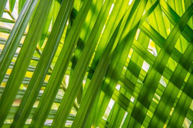 Üst üste yerleştirilen yaprakları.