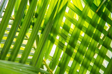 Üst üste yerleştirilen yaprakları.