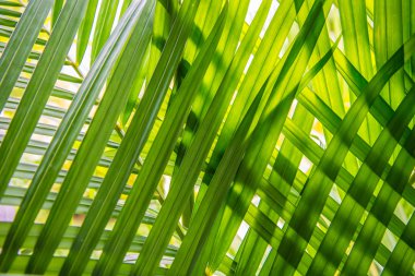 Üst üste yerleştirilen yaprakları.