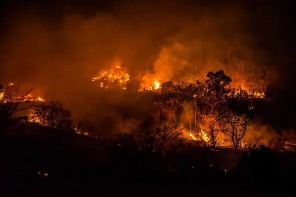 Brandmän hjälper släcka skogsbränder. — Stockfoto