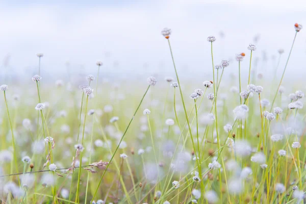 Closeup of white flowers blooming in sunny meadow. — Stock Photo, Image