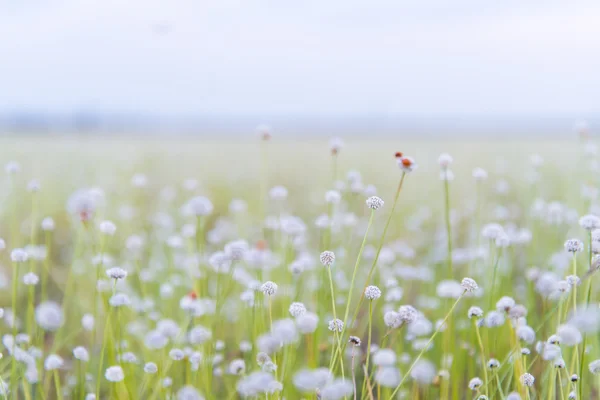 Close-up van witte bloemen bloeien in een zonnige weide. — Stockfoto