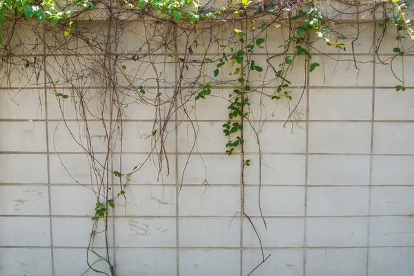 Patrón de pared Adecuado . — Foto de Stock