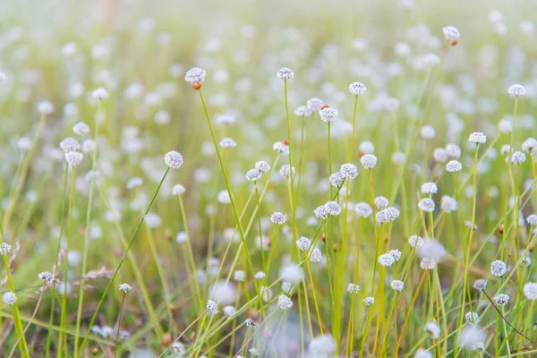 Nahaufnahme weißer Blumen, die auf einer sonnigen Wiese blühen. lizenzfreie Stockfotos