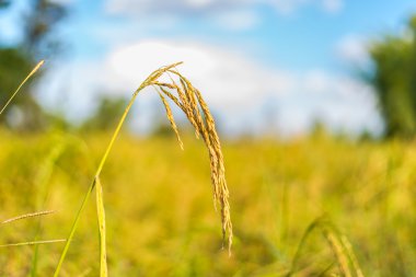 Tayland pirinç çeltik.