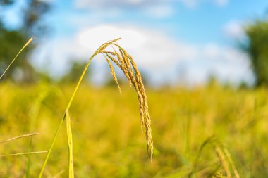 Tayland pirinç çeltik.