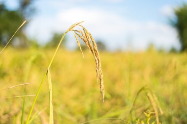 Tayland pirinç çeltik.