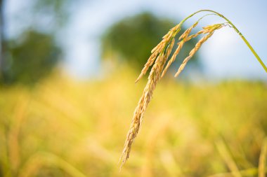 Tayland pirinç çeltik.