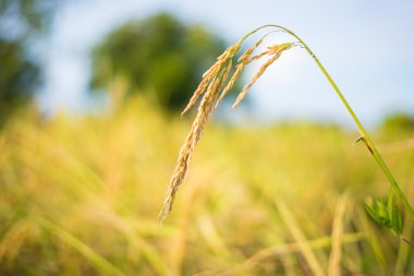 Tayland pirinç çeltik.