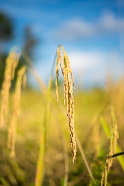 Tayland pirinç çeltik.
