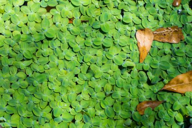 Duckweeds arka planı için.