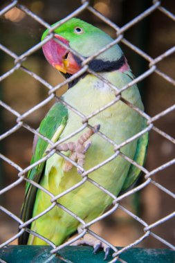 Hayvanat bahçesinde papağan.