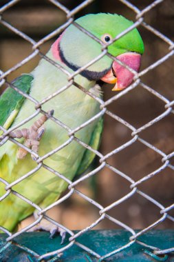 Hayvanat bahçesinde papağan.