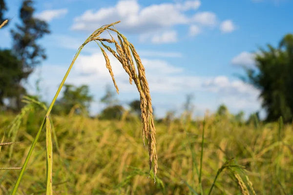 Riz paddy en Thaïlande . — Photo