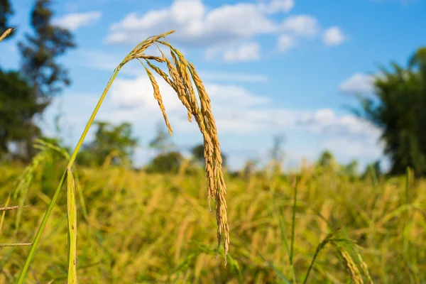 Riz paddy en Thaïlande . — Photo