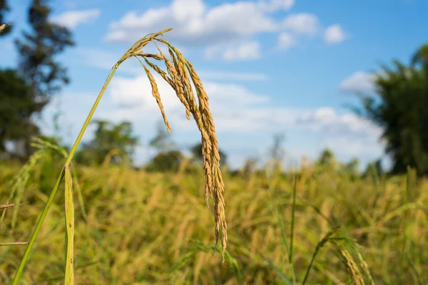 Riz paddy en Thaïlande . — Photo