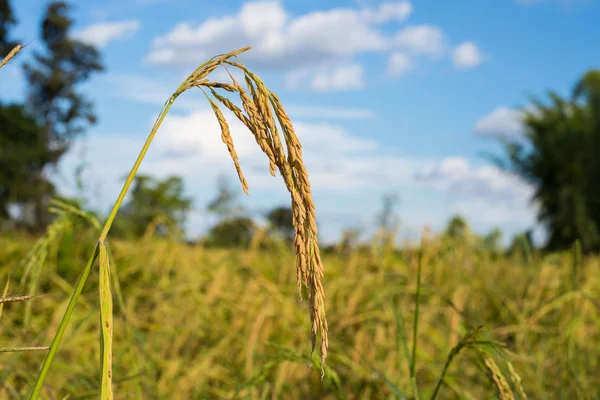 Riz paddy en Thaïlande . — Photo